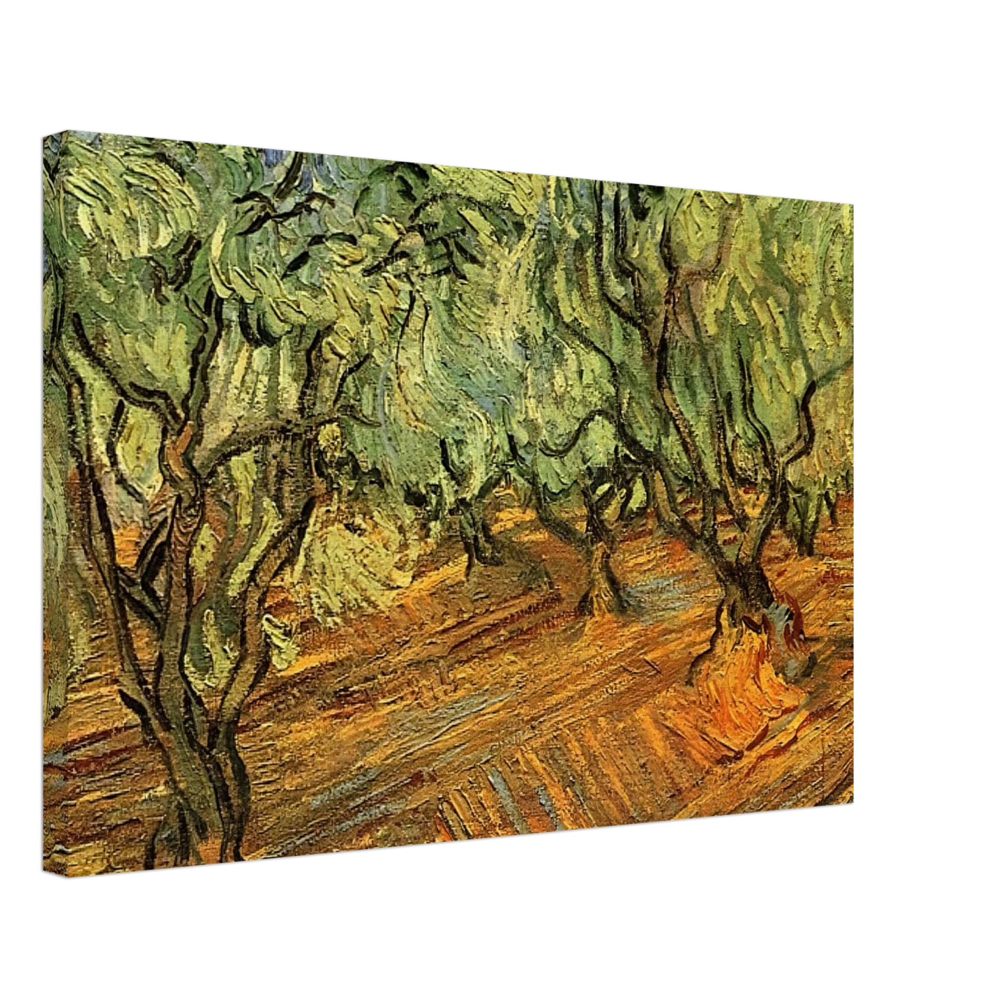 Vincent van Gogh - Olive Grove - Bright Blue Sky Canvas - 40x60 cm / 16x24 inches-canvas