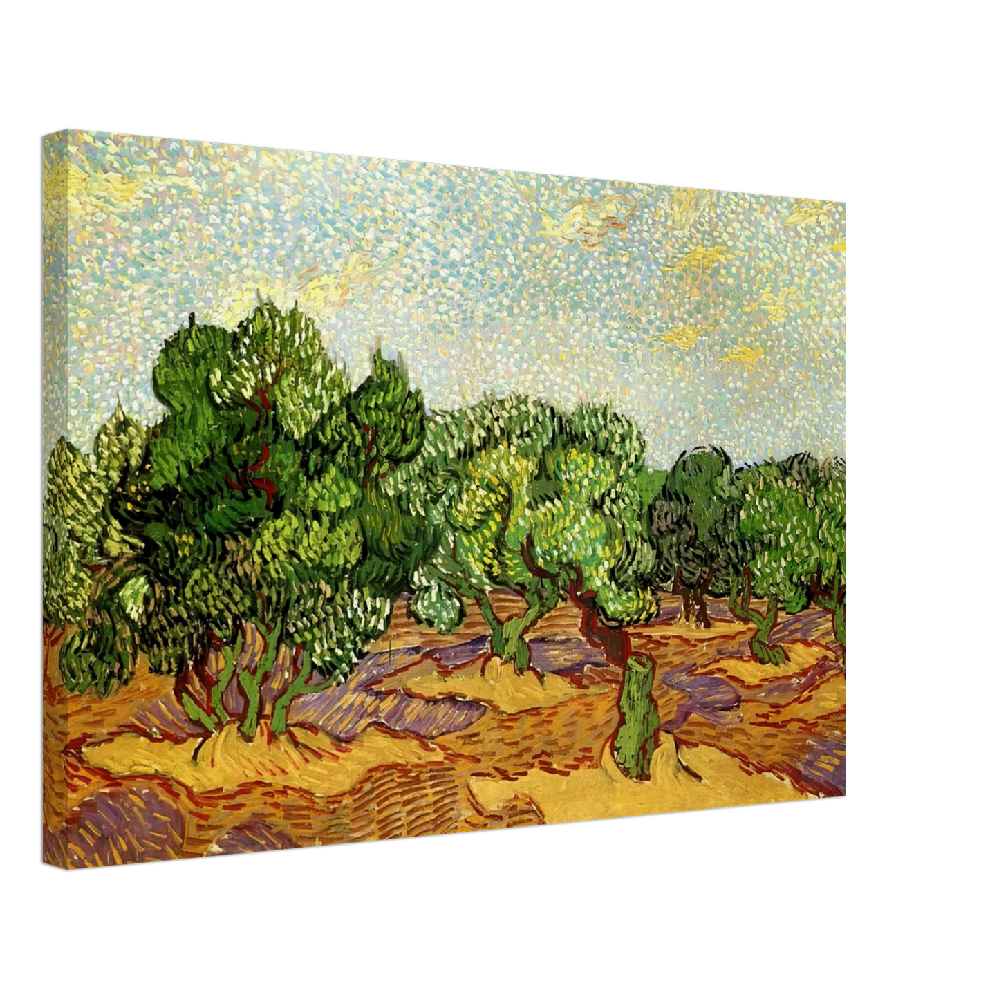 Vincent van Gogh - Olive Grove - Pale Blue Sky Canvas - 40x60 cm / 16x24 inches-canvas