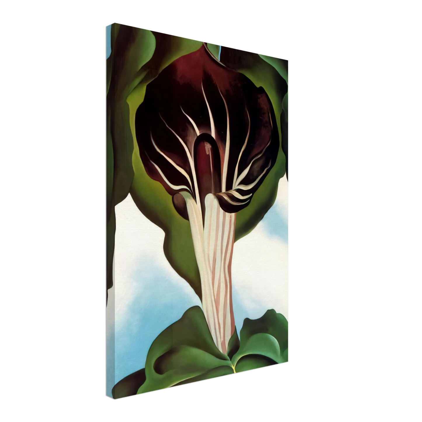 Georgia O'Keeffe - Jack-in-the-Pulpit III Canvas - 70x100 cm / 28x40 inches-canvas