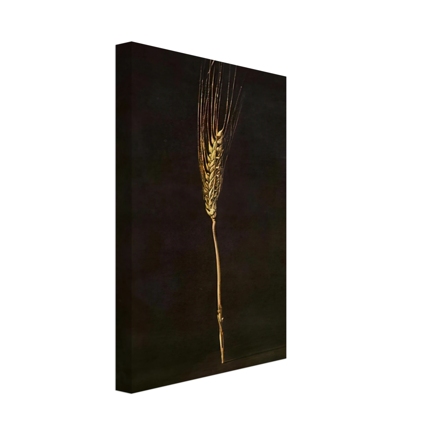 Salvador Dali - WHEAT EAR Canvas - 40x60 cm / 16x24 inches-canvas