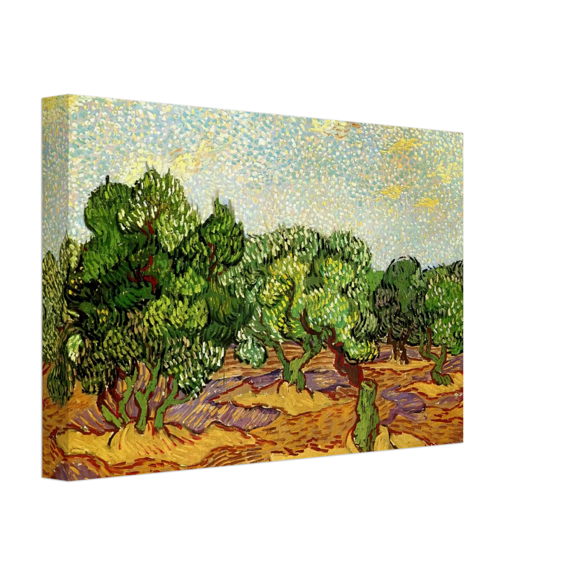 Vincent van Gogh - Olive Grove - Pale Blue Sky Canvas - 70x100 cm / 28x40 inches-canvas