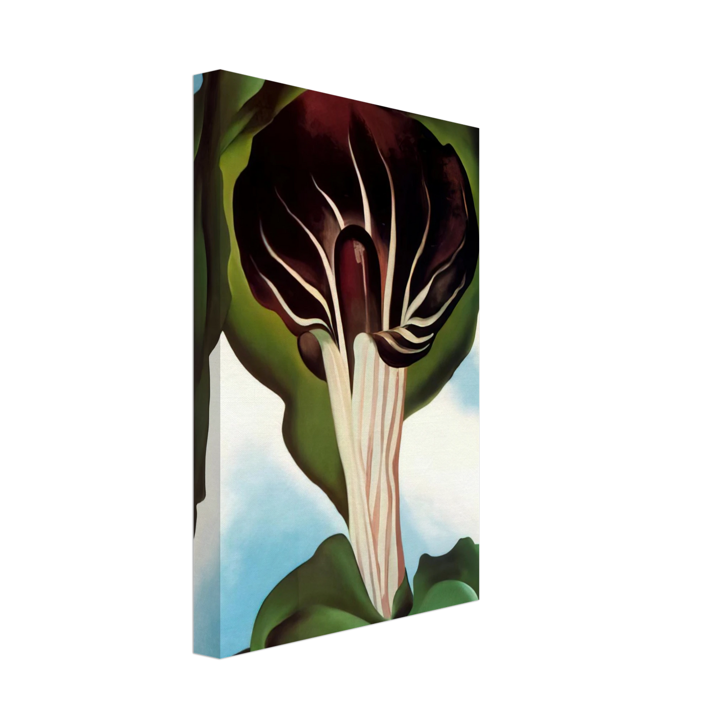 Georgia O'Keeffe - Jack-in-the-Pulpit III Canvas - 40x60 cm / 16x24 inches-canvas