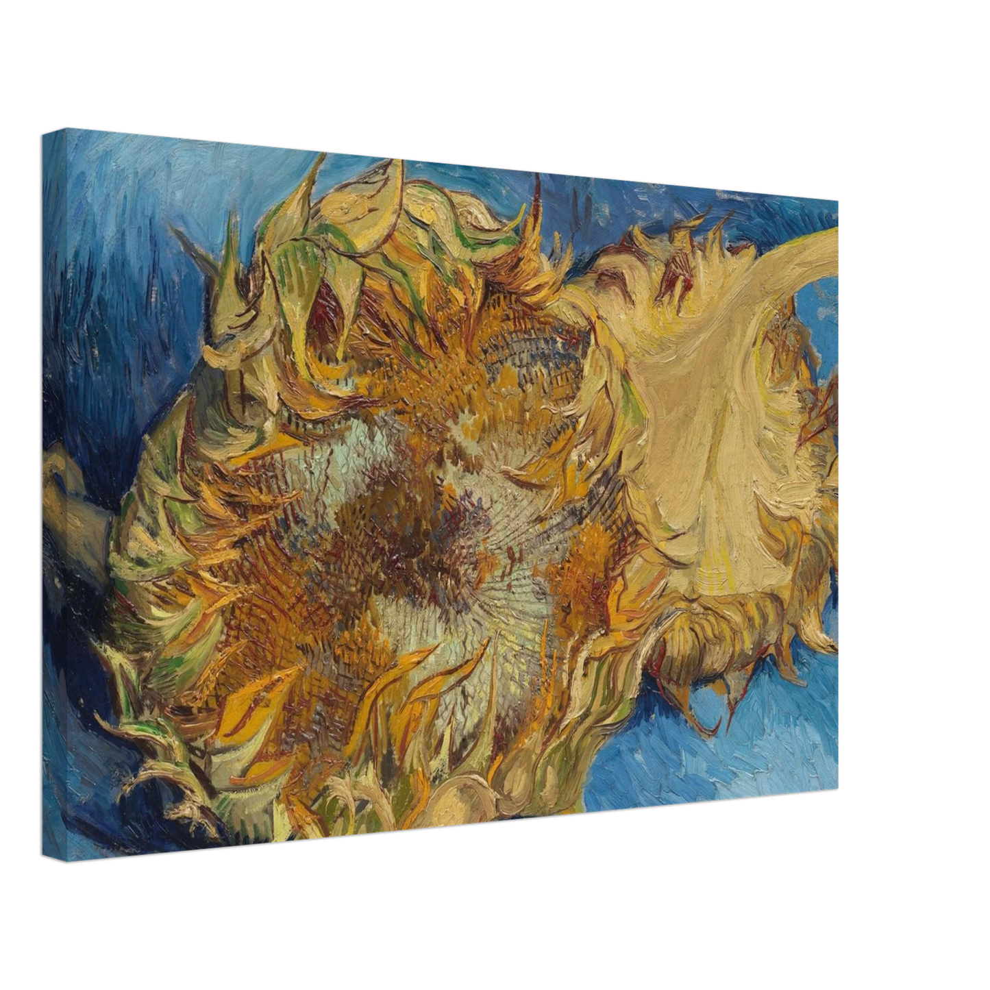 Vincent van Gogh - Still Life with Two Sunflowers Canvas - 40x60 cm / 16x24 inches-canvas