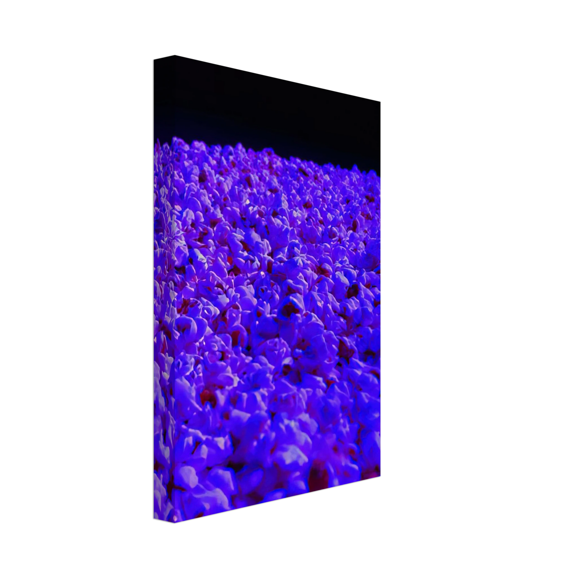 Lygia Pape - Moon Light - 1995 Canvas - 70x100 cm / 28x40 inches-canvas