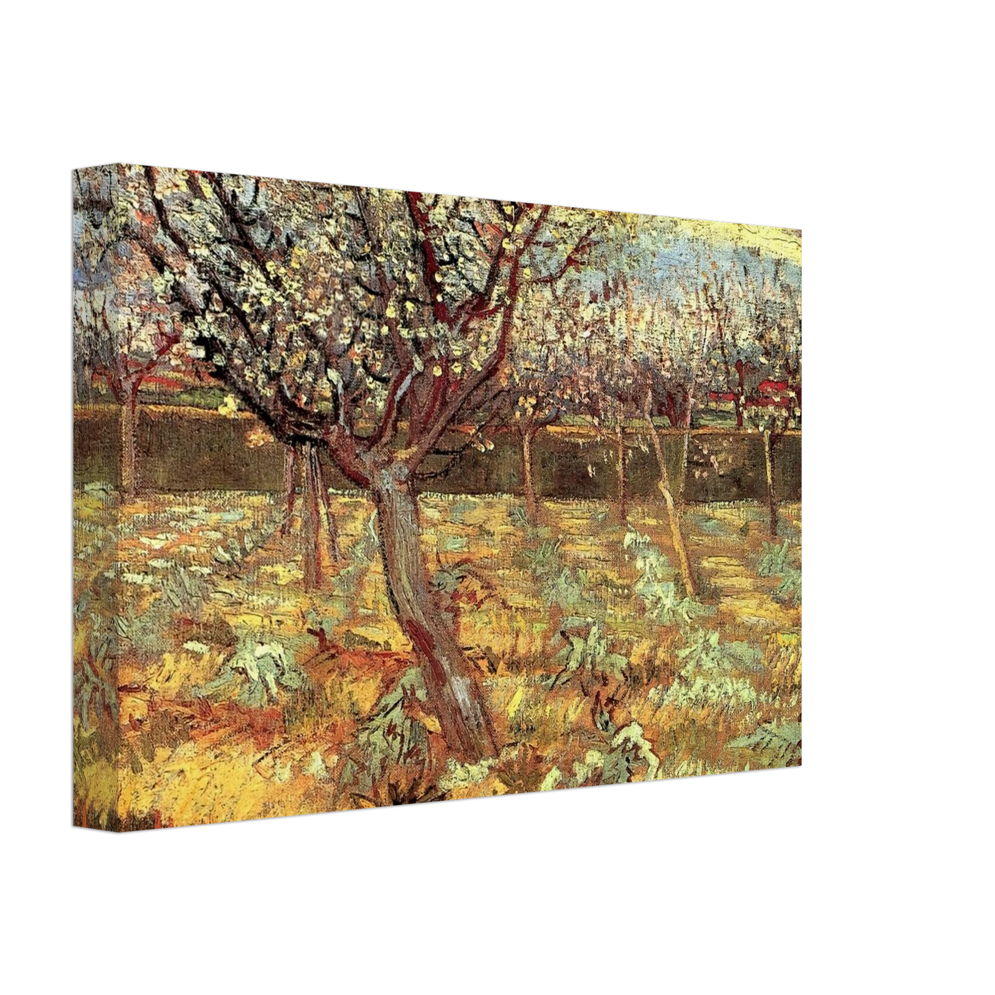 Vincent van Gogh - Apricot Trees in Blossom Canvas - 70x100 cm / 28x40 inches-canvas