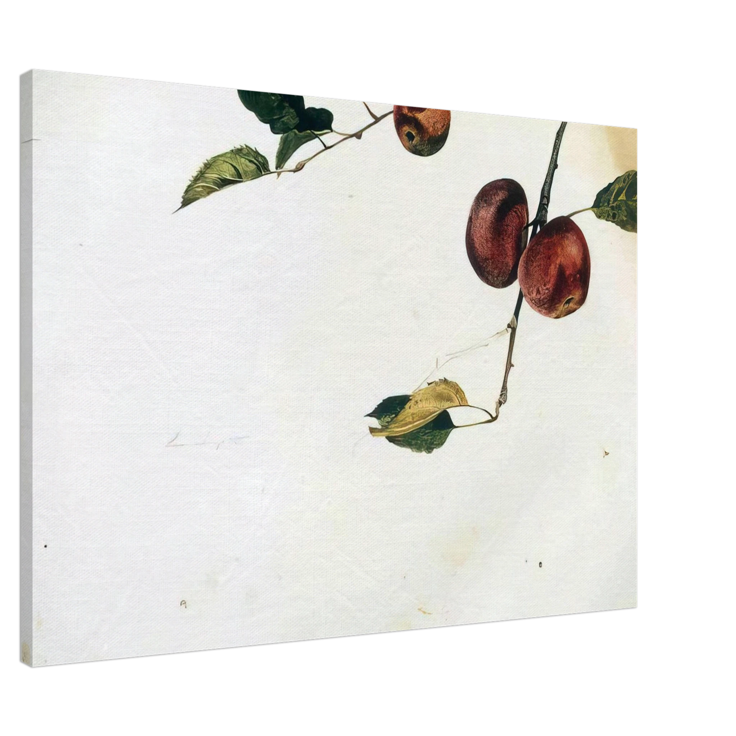 Andrew Wyeth - APPLES ON A BOUGH STUDY BEFORE PICKING Canvas - 20x30 cm / 8x12 inches-canvas