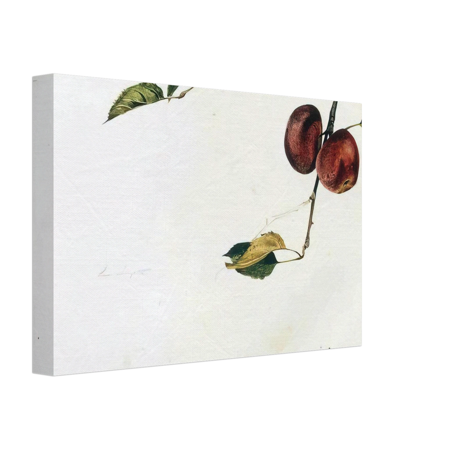 Andrew Wyeth - APPLES ON A BOUGH STUDY BEFORE PICKING Canvas - 40x60 cm / 16x24 inches-canvas