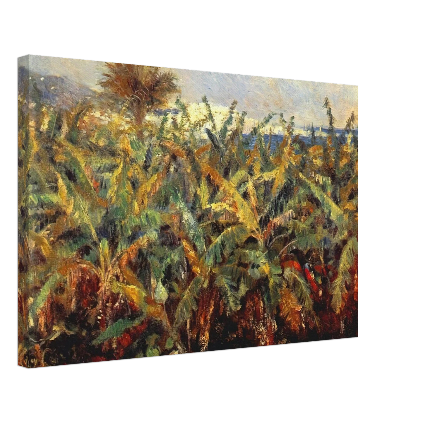 Pierre-Auguste Renoir - Field of Banana Trees Canvas - 40x60 cm / 16x24 inches-canvas