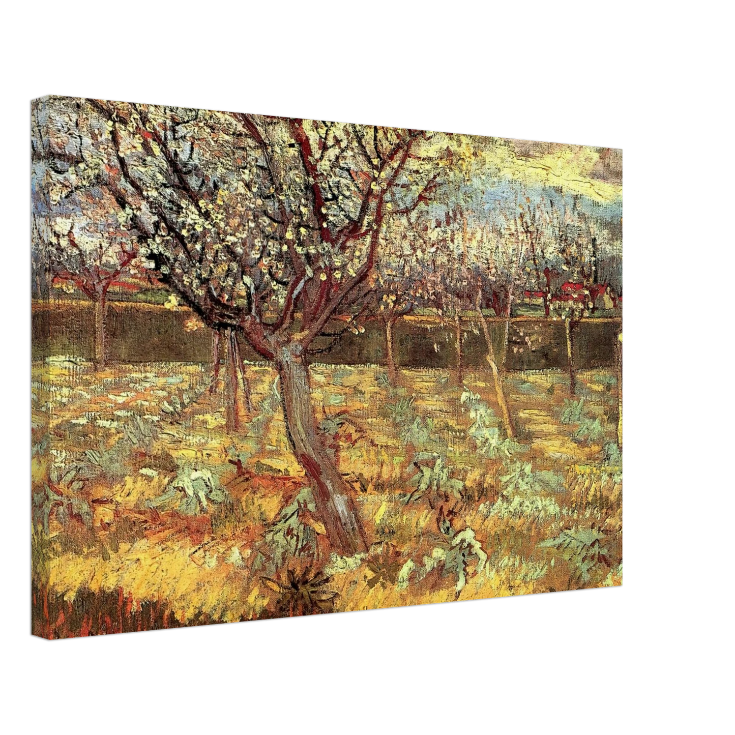 Vincent van Gogh - Apricot Trees in Blossom Canvas - 40x60 cm / 16x24 inches-canvas