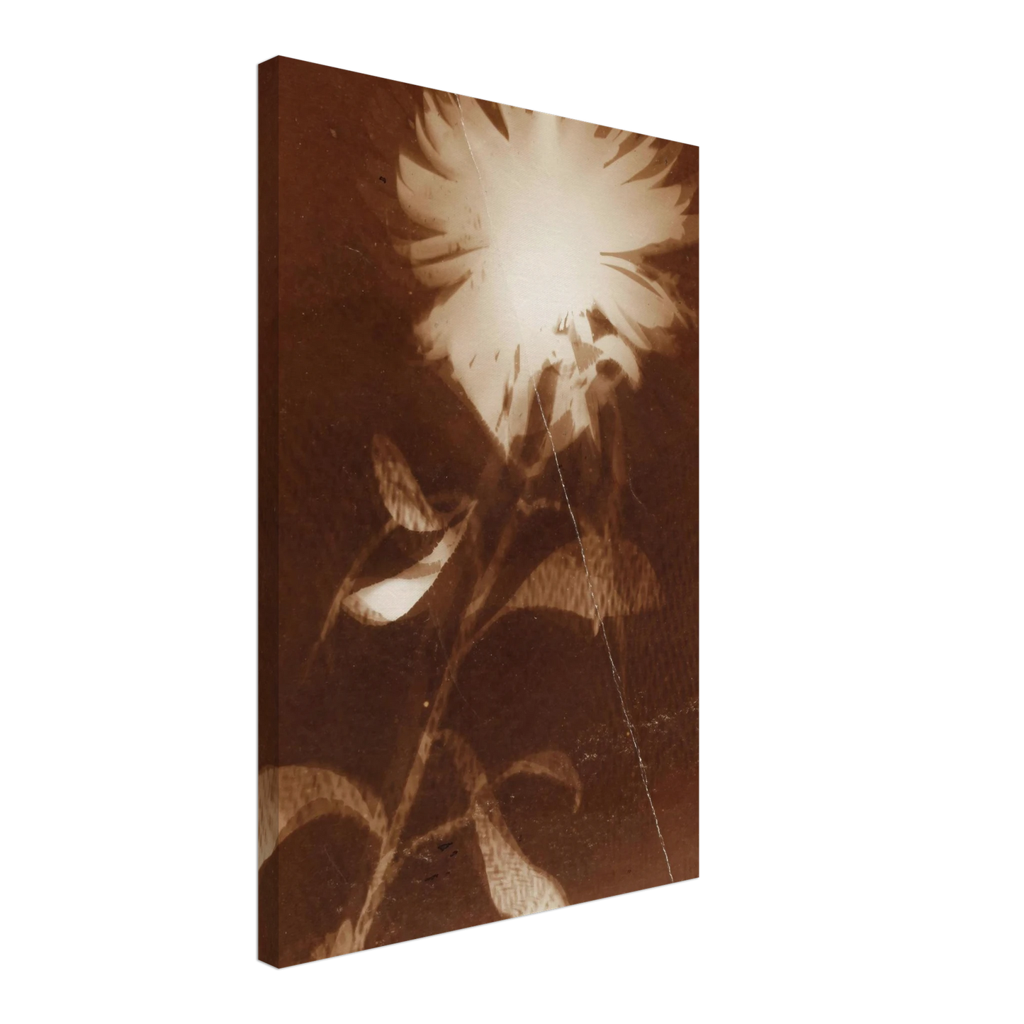 Laszlo Moholy-Nagy - Untitled [flower] Canvas - 70x100 cm / 28x40 inches-canvas
