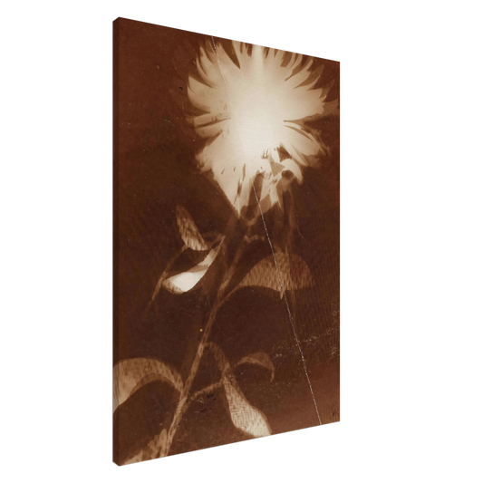 Laszlo Moholy-Nagy - Untitled [flower] Canvas - 20x30 cm / 8x12 inches-canvas