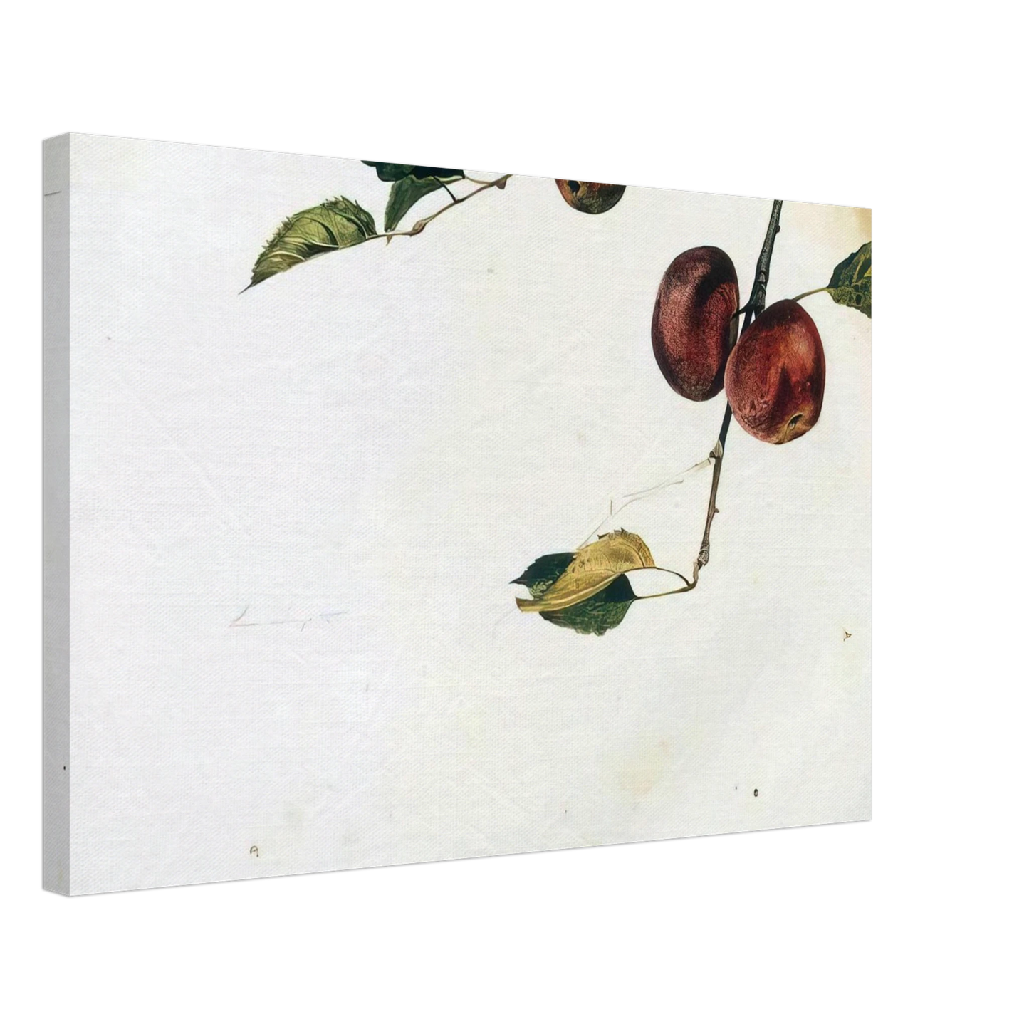 Andrew Wyeth - APPLES ON A BOUGH STUDY BEFORE PICKING Canvas - 70x100 cm / 28x40 inches-canvas